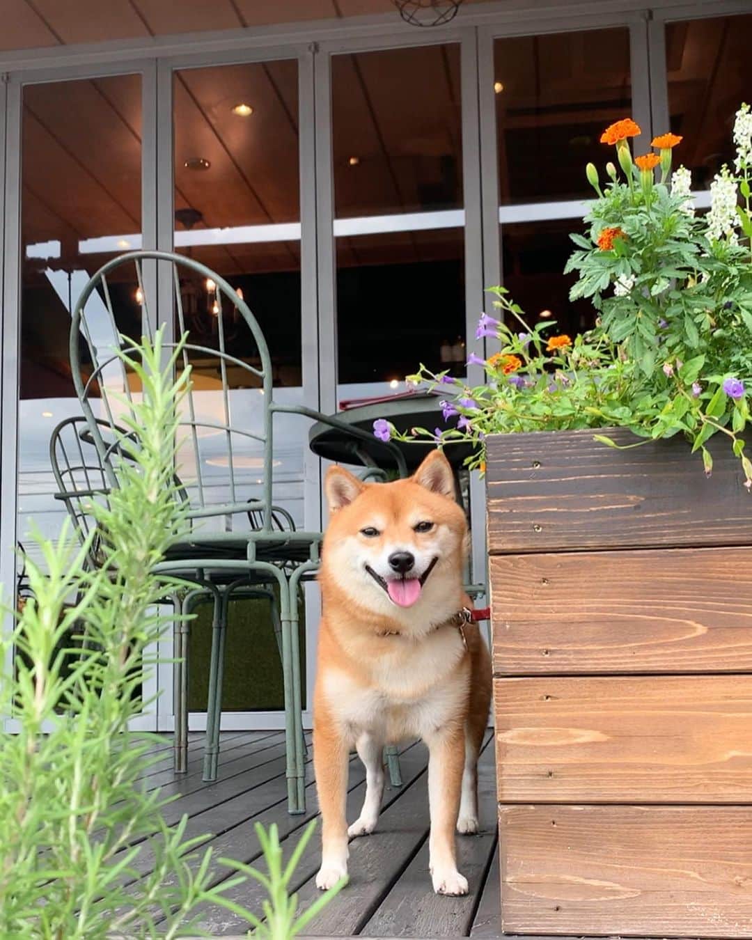 豆柴 サニーちゃんさんのインスタグラム写真 - (豆柴 サニーちゃんInstagram)「. . 今日は さにたんとCATS CAFE🐱 テラスはわんこ🆗 おやつあげるから待っててね〜 . チョッキ着てたのだけど 暑くって脱いじゃったよ〜😆 だから、裸んぼ💕 牙も出ちゃった . ママの チキン南蛮タルタルソース定食🍚 美味しそうだね〜🐻👅いいな〜 . . #サニーのカフェ巡り #CATSCAFE #キャッツカフェ #もふもふ尻尾 #桃尻ちゃん🍑 #後ろ姿かわいいな #本日の後頭部 . #柴犬#豆柴 #赤柴 #まめしばいぬ#まめしば#いぬのきもち#ふわもこ部 #サンデイ#サンデイいぬ組#anicas#shiba_snap #shibainu #shiba#mameshiba #豆柴サニーちゃん」9月24日 0時04分 - sunny_rei_32