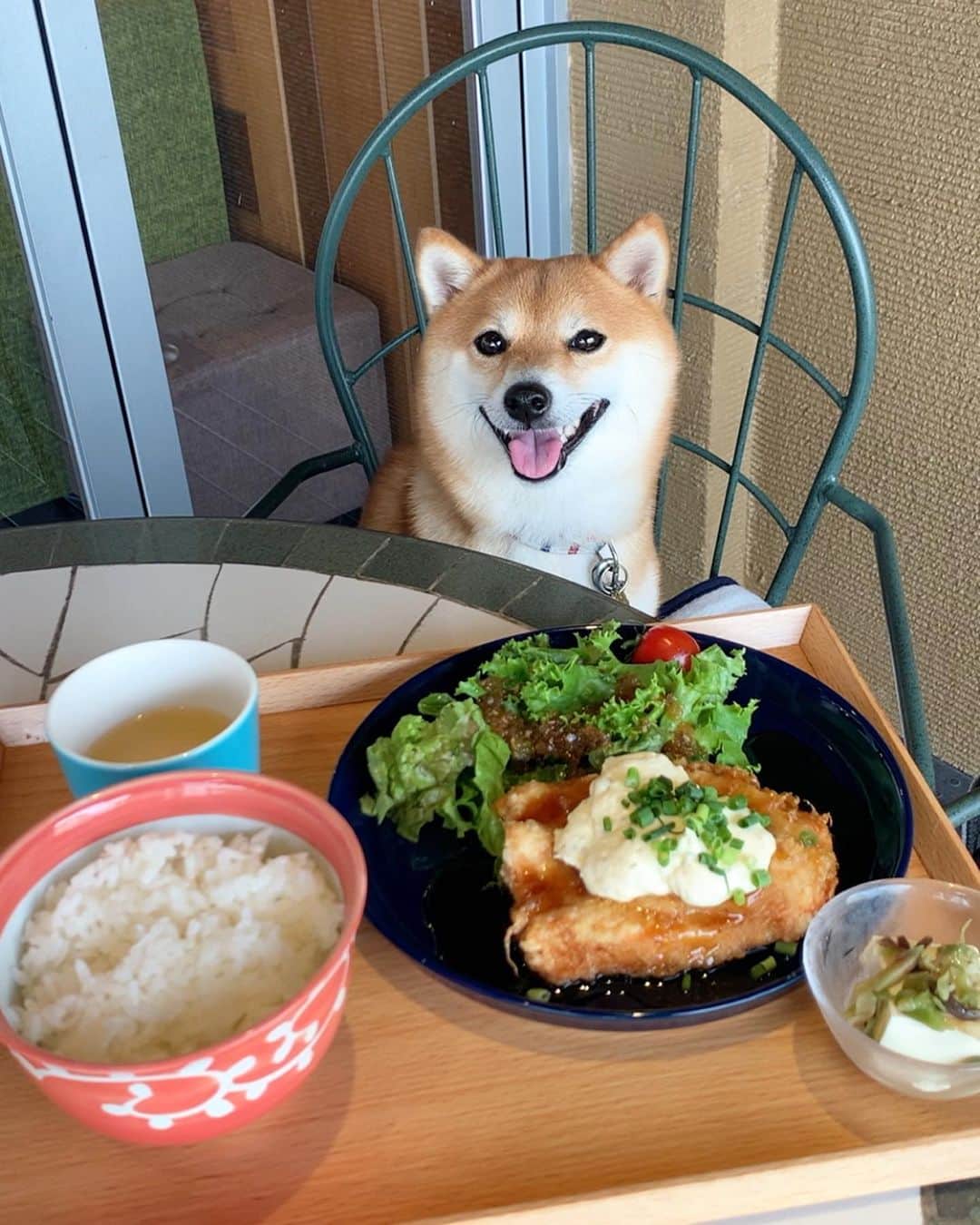 豆柴 サニーちゃんさんのインスタグラム写真 - (豆柴 サニーちゃんInstagram)「. . 今日は さにたんとCATS CAFE🐱 テラスはわんこ🆗 おやつあげるから待っててね〜 . チョッキ着てたのだけど 暑くって脱いじゃったよ〜😆 だから、裸んぼ💕 牙も出ちゃった . ママの チキン南蛮タルタルソース定食🍚 美味しそうだね〜🐻👅いいな〜 . . #サニーのカフェ巡り #CATSCAFE #キャッツカフェ #もふもふ尻尾 #桃尻ちゃん🍑 #後ろ姿かわいいな #本日の後頭部 . #柴犬#豆柴 #赤柴 #まめしばいぬ#まめしば#いぬのきもち#ふわもこ部 #サンデイ#サンデイいぬ組#anicas#shiba_snap #shibainu #shiba#mameshiba #豆柴サニーちゃん」9月24日 0時04分 - sunny_rei_32