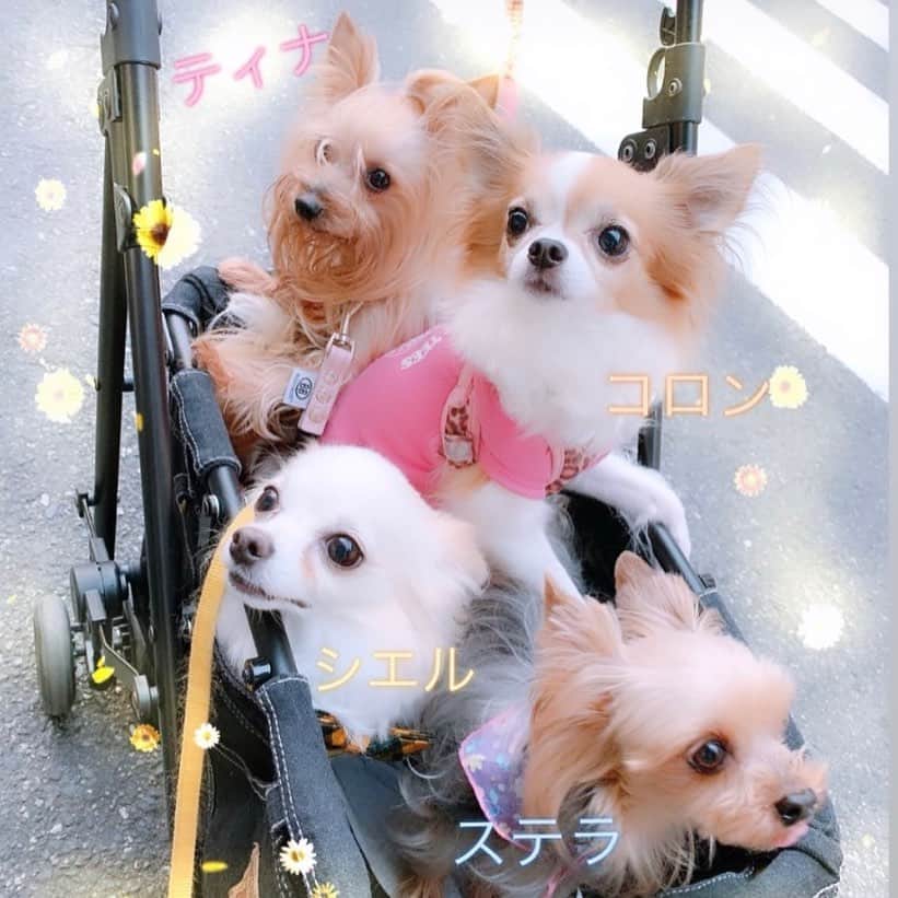 若月雅さんのインスタグラム写真 - (若月雅Instagram)「だいぶ涼しくなって来たので、妹やママとお昼と夜にお散歩行って来たよ(*´ー｀*)🐾 メリケンパークはわんこ🐶いっぱい✨ 沢山歩いて疲れたのはあたしです。笑 男の子組も最後は、2匹でベビーカー頼りでした( ・∇・) 皆いい子だったね♪( ´▽｀)♡ . #メリケンパーク #お散歩 #散歩コース #チワワ #ヨークシャテリア  #犬のいる暮らし #犬の動画 #chihuahua #dogs #kobe #cute #yorkie #fivedogs #いぬすたぐらむ  #family #秋を感じる #やっぱり神戸が好き」9月24日 0時32分 - miyabi.w_0911