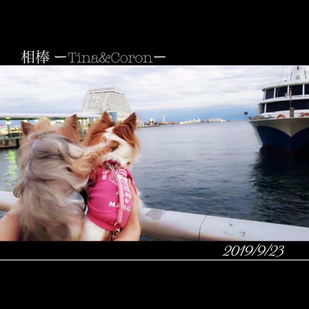 若月雅さんのインスタグラム写真 - (若月雅Instagram)「だいぶ涼しくなって来たので、妹やママとお昼と夜にお散歩行って来たよ(*´ー｀*)🐾 メリケンパークはわんこ🐶いっぱい✨ 沢山歩いて疲れたのはあたしです。笑 男の子組も最後は、2匹でベビーカー頼りでした( ・∇・) 皆いい子だったね♪( ´▽｀)♡ . #メリケンパーク #お散歩 #散歩コース #チワワ #ヨークシャテリア  #犬のいる暮らし #犬の動画 #chihuahua #dogs #kobe #cute #yorkie #fivedogs #いぬすたぐらむ  #family #秋を感じる #やっぱり神戸が好き」9月24日 0時32分 - miyabi.w_0911