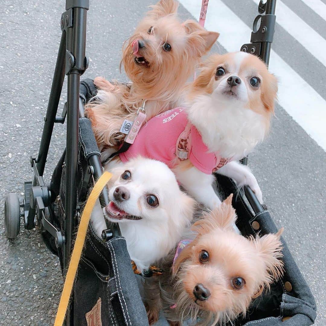 若月雅さんのインスタグラム写真 - (若月雅Instagram)「だいぶ涼しくなって来たので、妹やママとお昼と夜にお散歩行って来たよ(*´ー｀*)🐾 メリケンパークはわんこ🐶いっぱい✨ 沢山歩いて疲れたのはあたしです。笑 男の子組も最後は、2匹でベビーカー頼りでした( ・∇・) 皆いい子だったね♪( ´▽｀)♡ . #メリケンパーク #お散歩 #散歩コース #チワワ #ヨークシャテリア  #犬のいる暮らし #犬の動画 #chihuahua #dogs #kobe #cute #yorkie #fivedogs #いぬすたぐらむ  #family #秋を感じる #やっぱり神戸が好き」9月24日 0時32分 - miyabi.w_0911