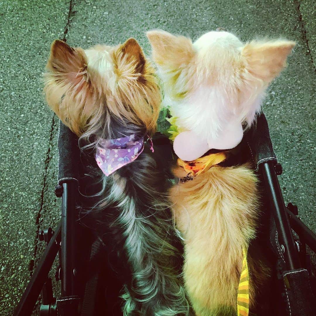 若月雅さんのインスタグラム写真 - (若月雅Instagram)「だいぶ涼しくなって来たので、妹やママとお昼と夜にお散歩行って来たよ(*´ー｀*)🐾 メリケンパークはわんこ🐶いっぱい✨ 沢山歩いて疲れたのはあたしです。笑 男の子組も最後は、2匹でベビーカー頼りでした( ・∇・) 皆いい子だったね♪( ´▽｀)♡ . #メリケンパーク #お散歩 #散歩コース #チワワ #ヨークシャテリア  #犬のいる暮らし #犬の動画 #chihuahua #dogs #kobe #cute #yorkie #fivedogs #いぬすたぐらむ  #family #秋を感じる #やっぱり神戸が好き」9月24日 0時32分 - miyabi.w_0911