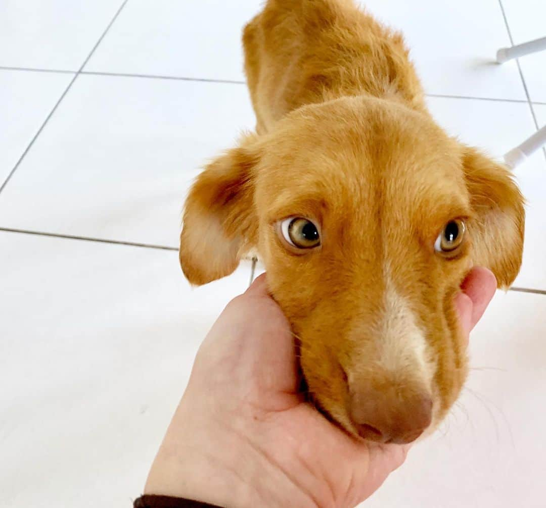 パンプキンのインスタグラム：「Meet Jiffy! He needs a forever home! He is a #hurricanedorian survivor from Abaco and is the sweetest little pup you will ever meet! He is extremely skinny but getting better day by day! @baarkbahamas rescued him a week ago and he has come so far! When he was first found he could barely walk and now his puppy character is coming out! Check out my stories for more about Jiffy! Let’s find this guy a home! 🎃❤️🐶 xox」