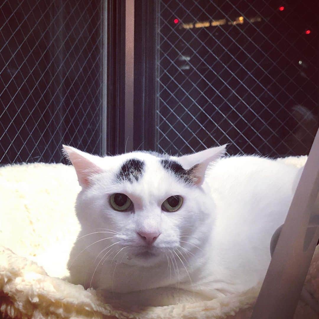 Siznaのインスタグラム：「#dura #cat #づら #猫 #sizna #雑種 #元地域猫 #ヅラ #ヅラ猫 #ヅラ猫部 #にゃんスタグラム #猫変態を増やそうの会 #怯えるづら」