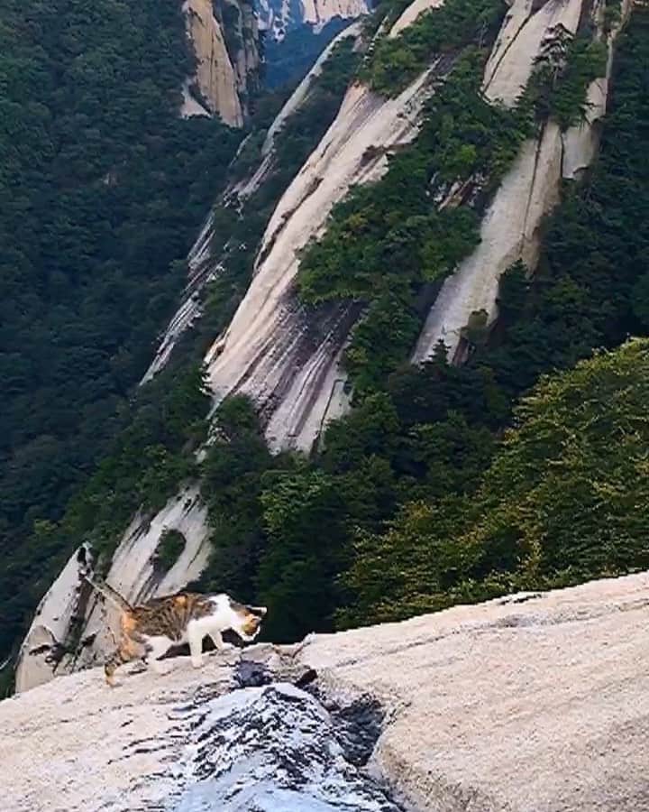 伊藤三巳華のインスタグラム：「中国の標高2千メートルを超える山に住む猫が仙猫すぎる🐈 #中国 #崋山 #华山 #猫 #ねこすたぐらむ🐱」
