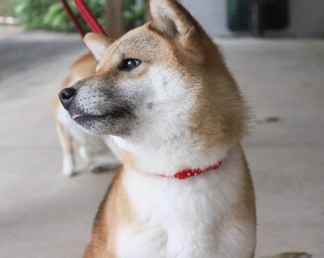 柴犬たま Shibainu Tamaさんのインスタグラム写真 - (柴犬たま Shibainu TamaInstagram)「たま「ん？何か視線を感じるな？」 * たま「…気のせいか…🙄」 * Caption trans🇬🇧 Tama “Who is watching me?” Tama: “…It seems my mistake…?🙄” * #柴犬たま #たママ #たま家族 #柴犬ミケ #一眼レフ #一眼レフカメラ #舌ぺろ #ミケもいるよ #じーっ #存在感 #カモメ眉 #カモメ眉毛 #両津勘吉 #柴犬 #shiba #shibainu #shibastagram #犬 #dog #多頭飼い」9月24日 12時52分 - tama7653