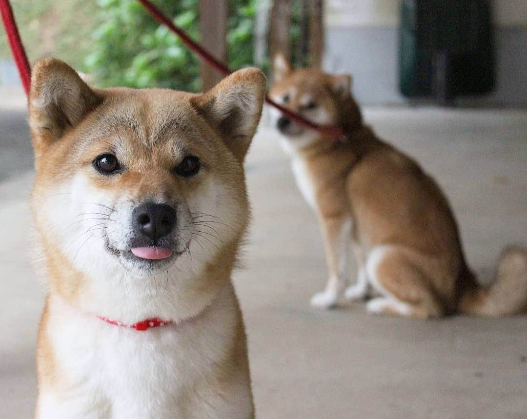 柴犬たま Shibainu Tamaさんのインスタグラム写真 - (柴犬たま Shibainu TamaInstagram)「たま「ん？何か視線を感じるな？」 * たま「…気のせいか…🙄」 * Caption trans🇬🇧 Tama “Who is watching me?” Tama: “…It seems my mistake…?🙄” * #柴犬たま #たママ #たま家族 #柴犬ミケ #一眼レフ #一眼レフカメラ #舌ぺろ #ミケもいるよ #じーっ #存在感 #カモメ眉 #カモメ眉毛 #両津勘吉 #柴犬 #shiba #shibainu #shibastagram #犬 #dog #多頭飼い」9月24日 12時52分 - tama7653