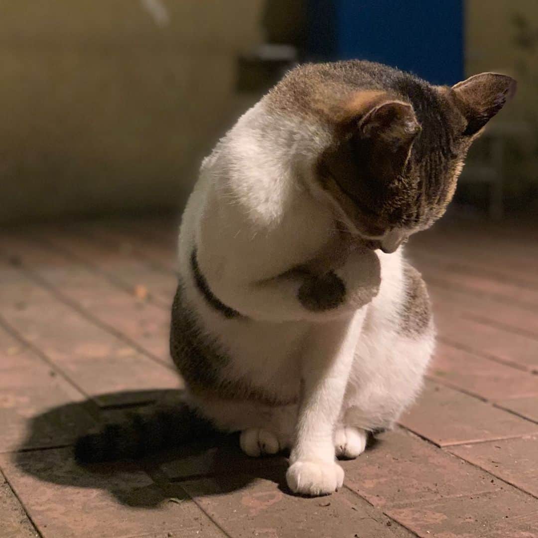 のインスタグラム：「こいつは…… （ちくしょうかわい過ぎる） （photo by mino）」