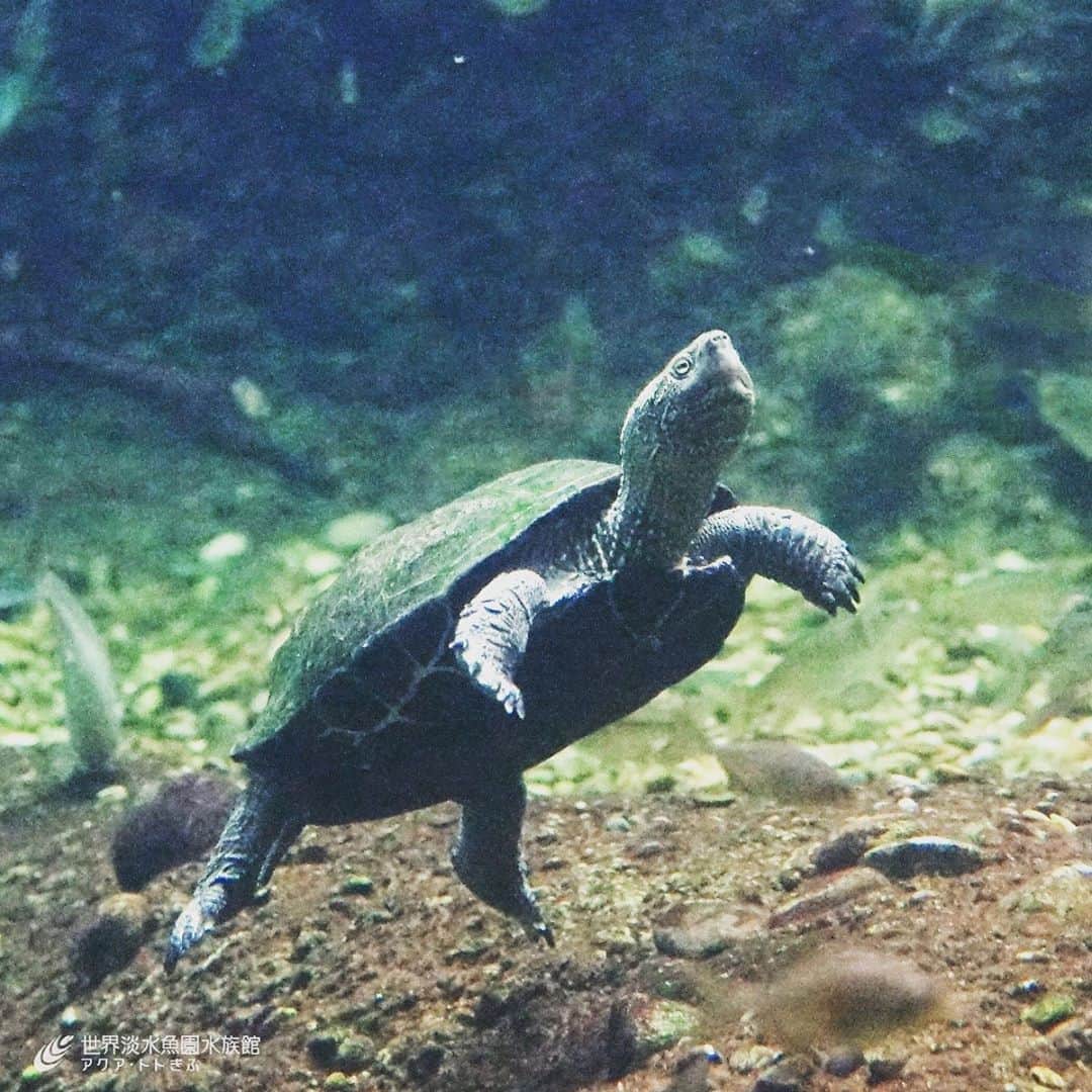 世界淡水魚園水族館 アクア・トト ぎふのインスタグラム：「クサガメ。 水中を泳ぐ姿になぜか癒されます。 クサガメは臭いにおいを出すことからその名前がついたようですね。  #アクアトト #アクアトトぎふ #アクアトト岐阜 #臭亀」
