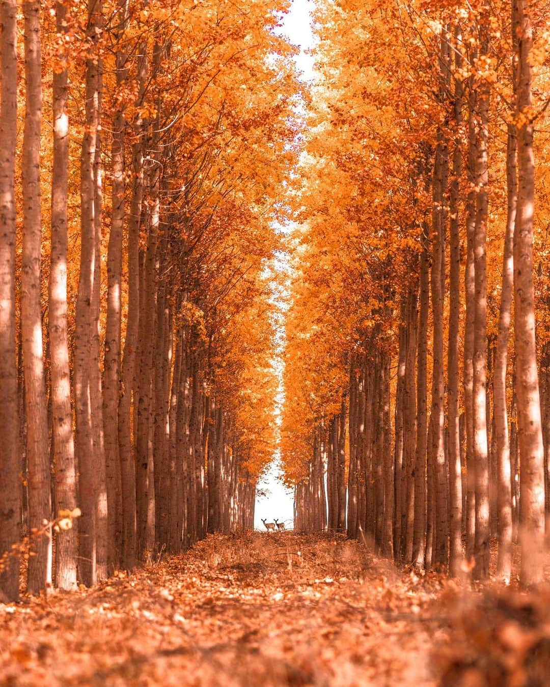 Earth Picsさんのインスタグラム写真 - (Earth PicsInstagram)「Fall Season is here!!! Who loves fall season? Bend, Oregon by @alexplore23」9月24日 5時02分 - earthpix