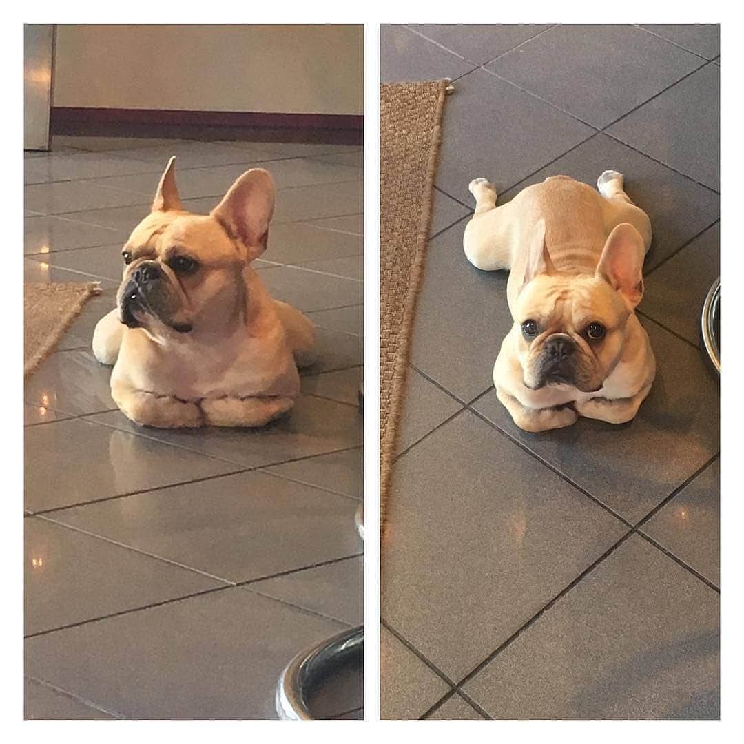 French Bulldogさんのインスタグラム写真 - (French BulldogInstagram)「Cat?😼 Frog?🐸 @carlos_the_frenchbulldog . . . . . #frenchie #frenchieoftheday #französischebulldogge#franskbulldog #fransebulldog #frenchbulldog #frenchyfanatics #frenchiesgram#frenchbulldogsofinstagram #frenchiesoverload#ilovemyfrenchie #batpig #buhi #squishyfacecrewbulldog」9月24日 5時20分 - frenchie.world