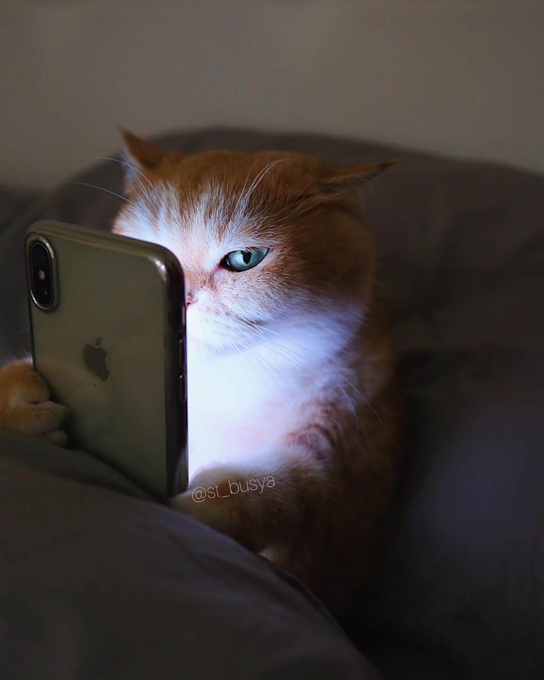 のインスタグラム：「Checking my Instagram⠀ ⠀ 📷@st_busya⠀ ⠀ #meowed #Britishshorthair」