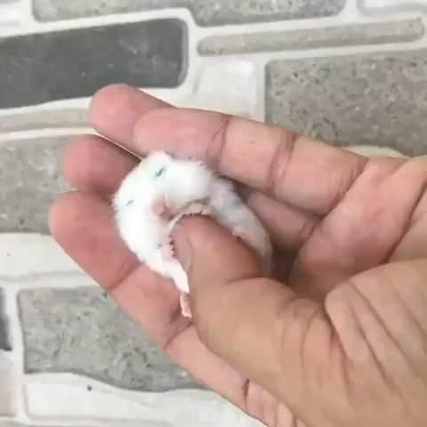 BeStylishのインスタグラム：「this is too cute for a post description 🥺🐾😍 . . . 🐾 Credit: @wellyhamsters .  #cuteness #hamster #fluffy #pet #pets #animal #cutenessoverload #bestylish #cuteanimals #cutie #hamsterland #hamstergram」