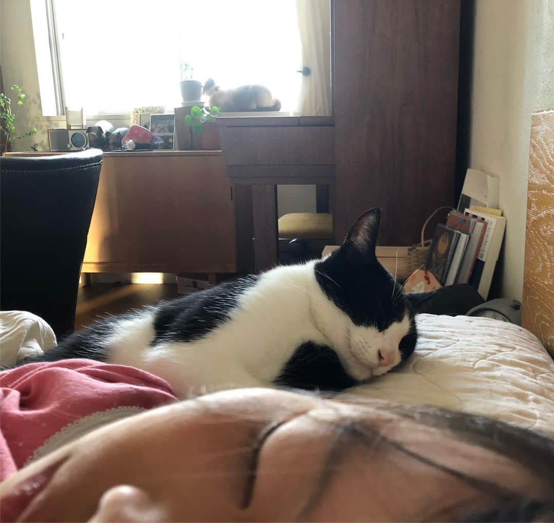 青木さやかさんのインスタグラム写真 - (青木さやかInstagram)「ネコが娘の枕を使って寝ています おかげで押し出され私のスペースはほとんどありません 幸せなことです #ネコ #朝」9月24日 6時40分 - sayaka___aoki