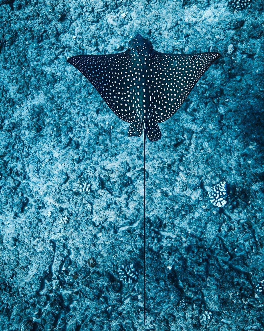 And Youさんのインスタグラム写真 - (And YouInstagram)「Spotted Eagle Rays are believed to live as long as 25 years! ​. ​. ​. ​. ​. ​. ​. ​. ​. ​. ​. ​. ​. ​. ​. ​. ​#paditv #canon #ikelite #sealife #oceanlife #underwaterphotography#oahu #hawaii」9月24日 6時48分 - dolphinsandyou