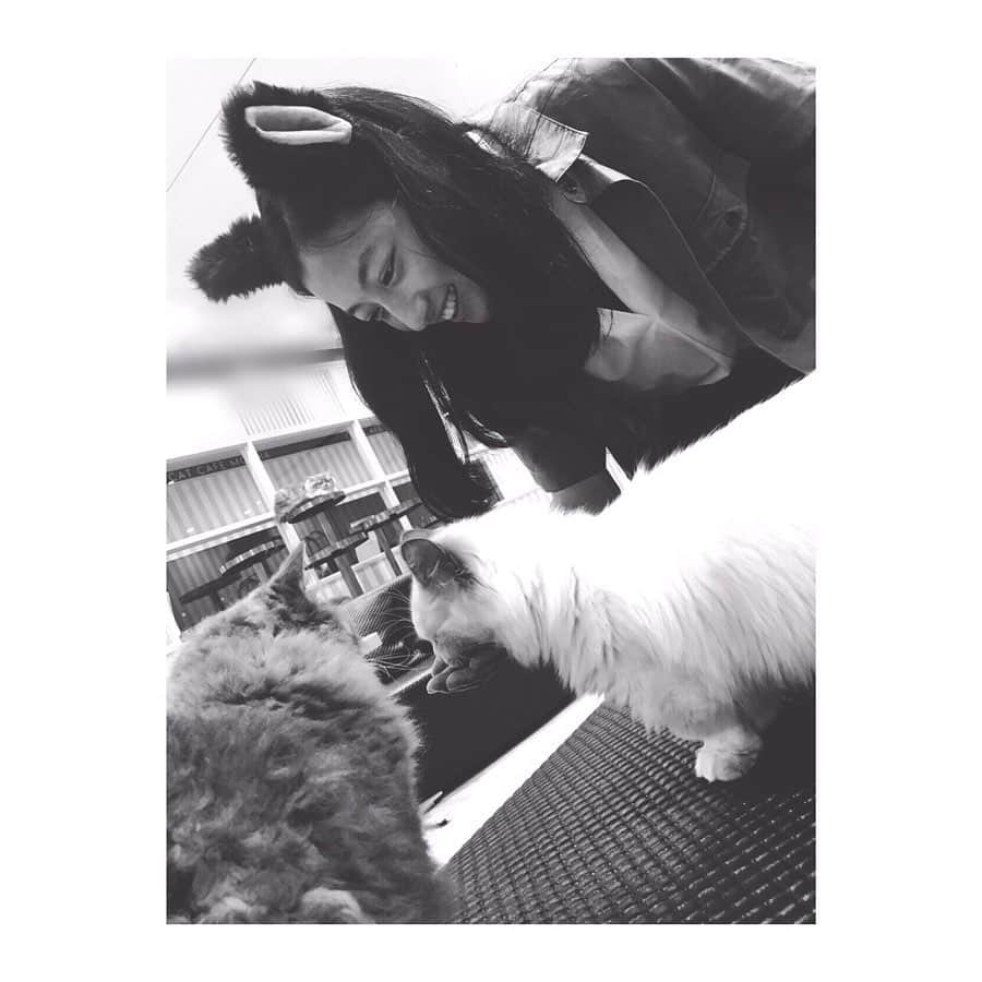 のインスタグラム：「.﻿ 猫さん 可愛かったなぁ。﻿ ﻿ だいぶ前の猫カフェにて。」