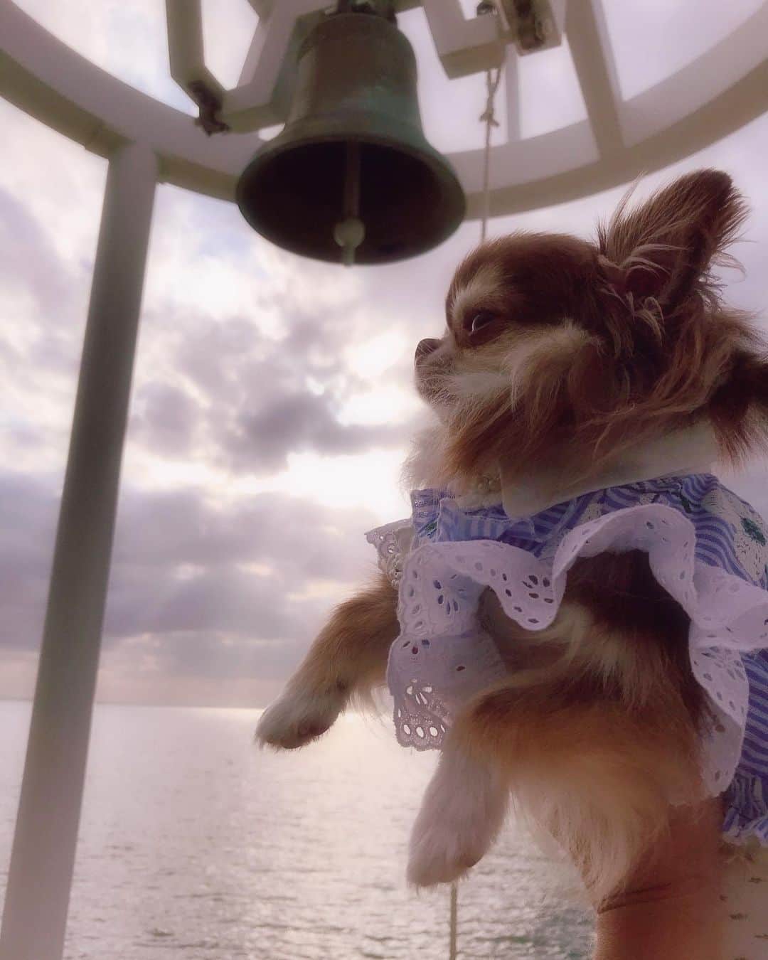 kayoのインスタグラム：「* * 幸せの鐘が鳴りますように😊🔔🎈 * * Lychee💗🔔 * * #幸せの鐘  #淡路島 * #chihuahua#chihuahualove#dogstgram#dog#instadog#チワワ#チワワ大好き * *」