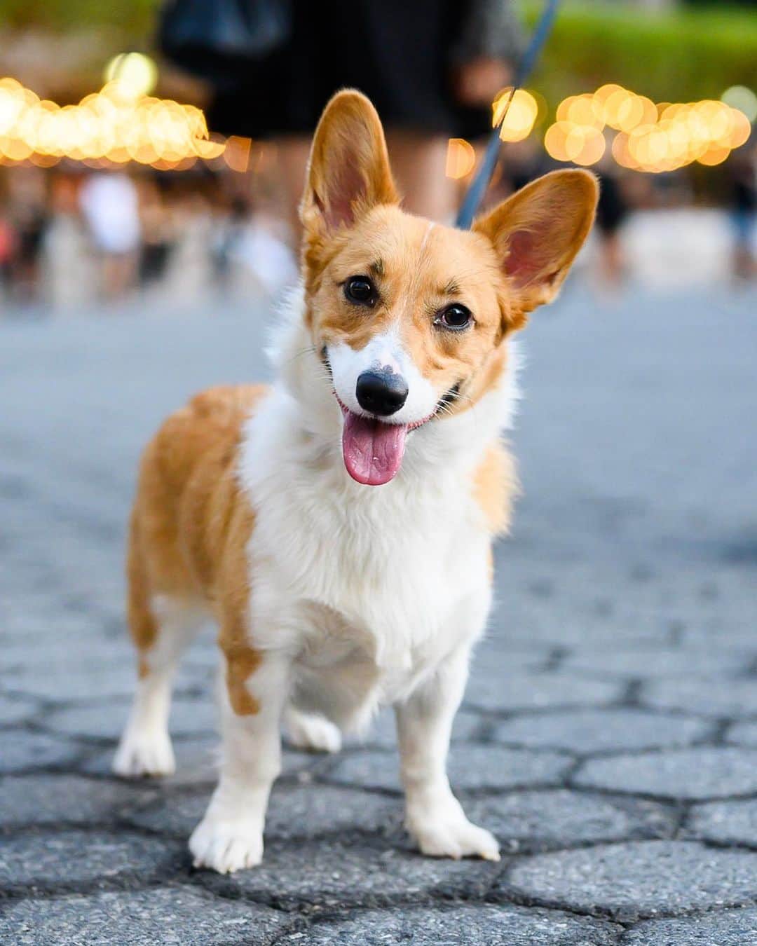 The Dogistさんのインスタグラム写真 - (The DogistInstagram)「Serena, Pembroke Welsh Corgi (2 y/o), North Cove Yacht Harbor, New York, NY • “She likes people more than dogs.”」9月24日 8時13分 - thedogist