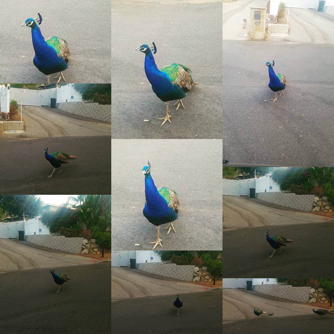 ガソリングラマーのインスタグラム