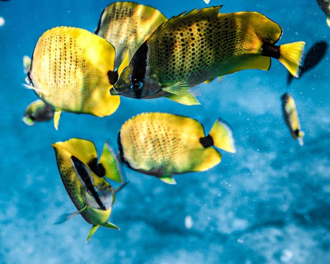 And Youさんのインスタグラム写真 - (And YouInstagram)「The millet butterflyfish is a species of butterflyfish. Other common names include the lemon butterflyfish and the millet-seed butterflyfish.  It is endemic to the Hawaiian Islands and the Johnston Atoll, where it is found at depths down to 250 m. ​. ​. ​. ​. ​. ​. ​. ​. ​. ​. ​. ​. ​. ​. ​. ​. ​#oahu #hawaii #honolulu #paditv #oceanlife #sealife #canon #underwaterphotography #nakedhawaii」9月24日 8時36分 - dolphinsandyou