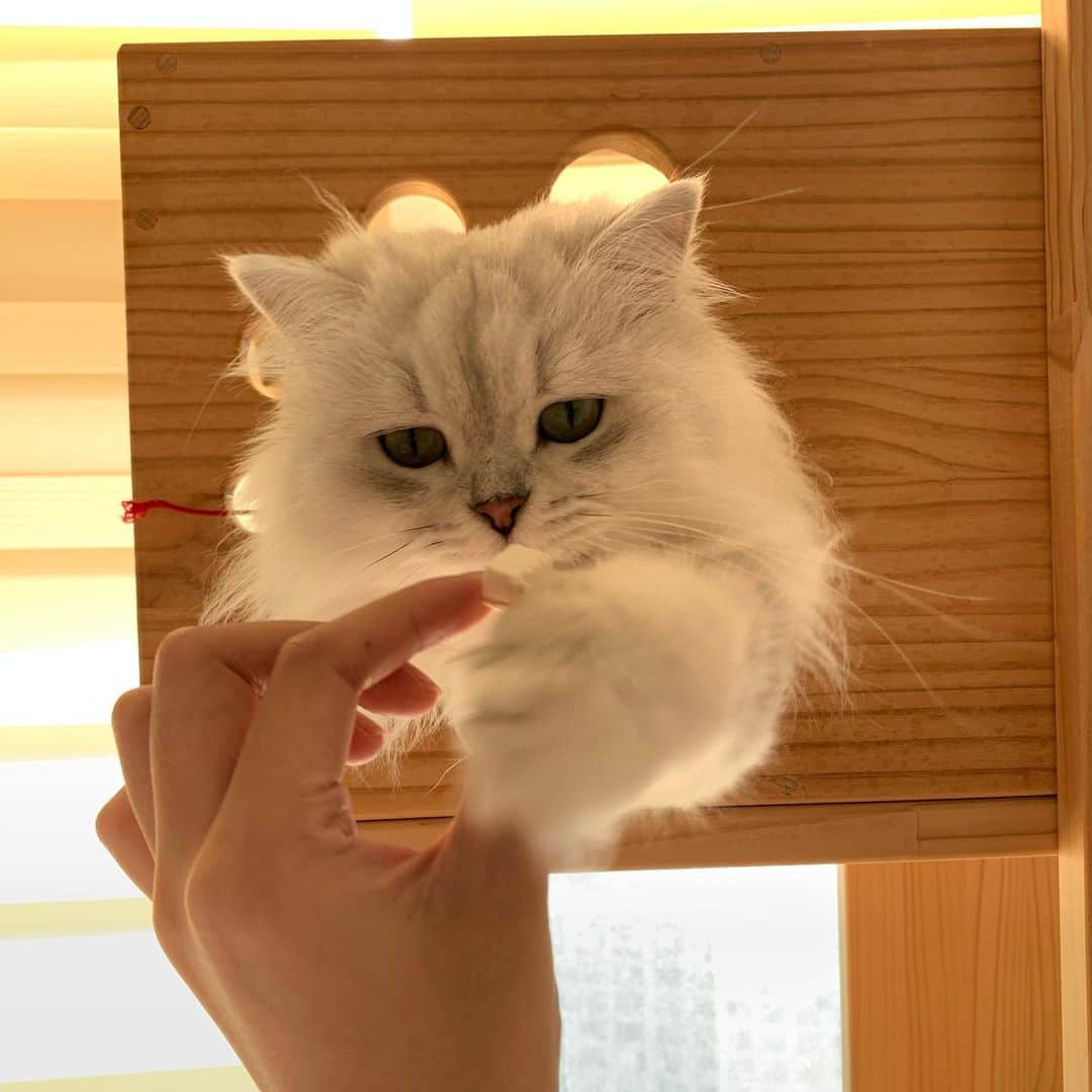 후추네큰언니のインスタグラム：「아침북어북어 🐟 캣타워에서 안내려오셔서 캣타워까지 대령 💁‍♀️ . . . . . #마도로스펫 #북어트릿  #후추  #고양이  #냥스타그램 #캣스타그램  #Hoochu #Hoochuthecat #cat #cats #catstagram #catsofinstagram #topcatphoto #bestmeow #ilovecat #cute #fluffy #petstagram #instacats」