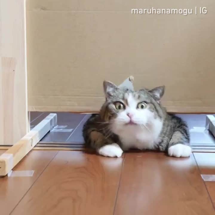 Aww Clubのインスタグラム