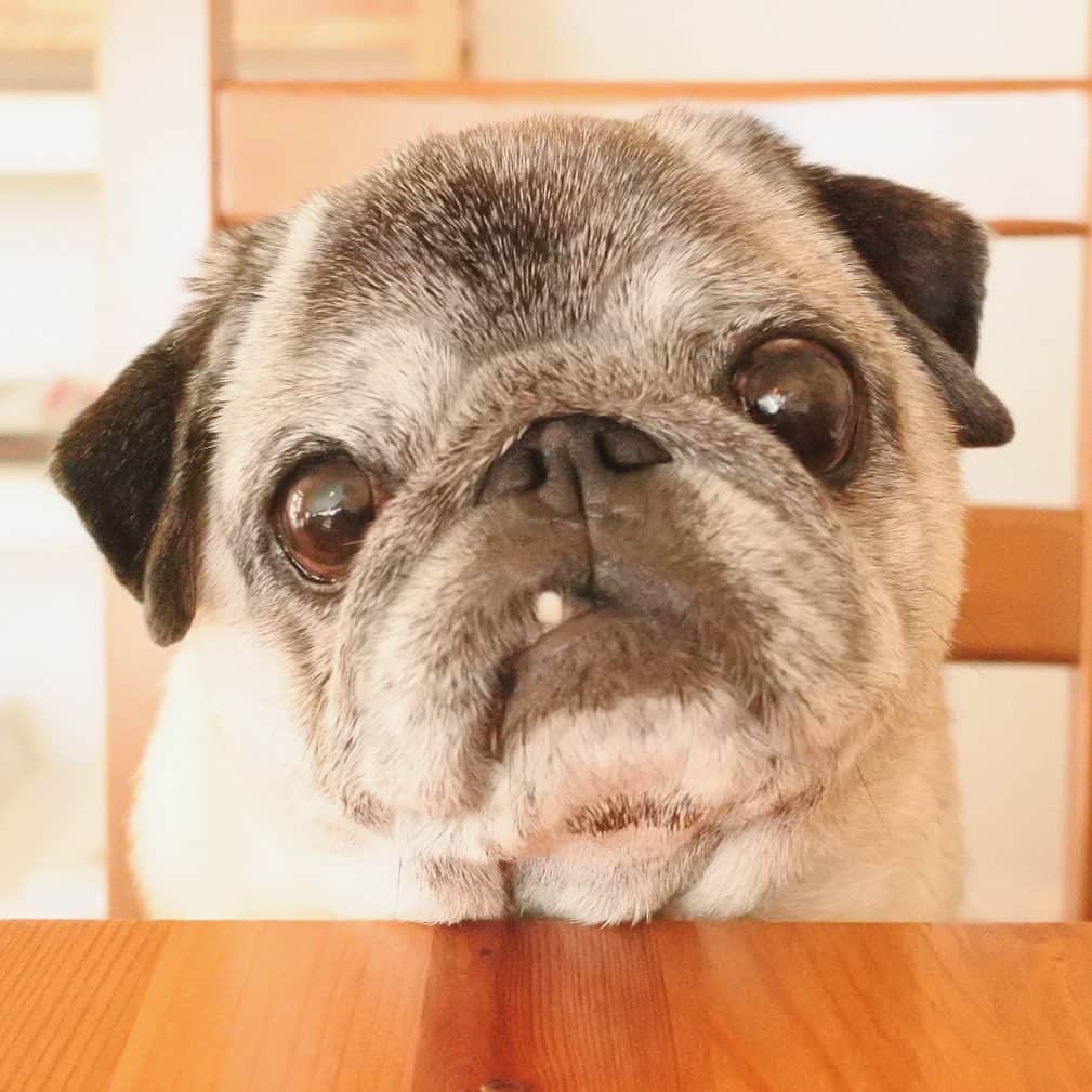 八兵衛のインスタグラム：「GM🐶 * * 歯なんて 出てないよ？ * * #見せつけてくる #ほぼ黒パグ #おじいちゃん犬 #pug #puggy #puglife #puglove #petstagram #pugstagram #pugsofinstagram #pugs #dog #ふわもこ部  @igersjp #IGersJP #east_dog_japan #pecoイヌ部 #八兵衛 #はちべえ #朝ワンコ夕ニャンコ」