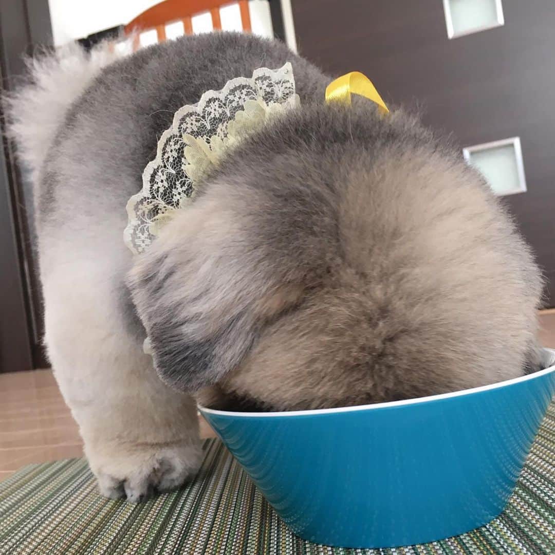 いぶそらさんのインスタグラム写真 - (いぶそらInstagram)「#hello  #朝ごはん #breakfast  #グルメ ※ ※朝ごはんの様子です🐶 朝ごはん、食べたり食べなかったりでかなり我儘🙄（この時は食べた🙆‍♀️） 普通、わんちゃんって、秒殺で食べるイメージだったけど、いぶきは、違ったー😑グルメヤツです😭 いやいや、困ったヤツです😑」9月24日 11時36分 - ku_ibusora
