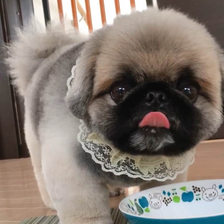 のインスタグラム：「#hello  #朝ごはん #breakfast  #グルメ ※ ※朝ごはんの様子です🐶 朝ごはん、食べたり食べなかったりでかなり我儘🙄（この時は食べた🙆‍♀️） 普通、わんちゃんって、秒殺で食べるイメージだったけど、いぶきは、違ったー😑グルメヤツです😭 いやいや、困ったヤツです😑」