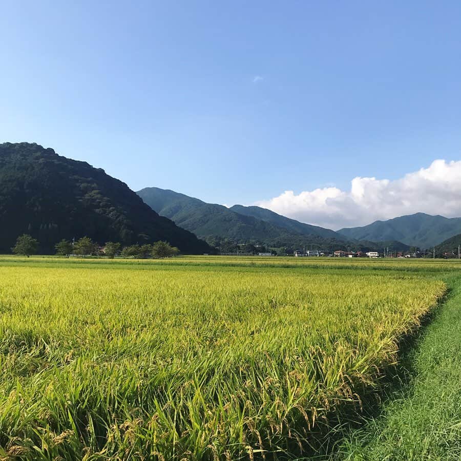 塚田文さんのインスタグラム写真 - (塚田文Instagram)「山口県北西部満喫旅(2)  山口県下関市豊浦町  福徳稲荷神社 (御利益は幅広くなんでも大丈夫そうです（笑）) 響灘を望む高台にあって、眺めは最高に良い👍✨夕日の時間がお薦めtimeだったみたい😅  夕日に合わせた観光地巡りってなかなか難しい😣。夕日が思ったように見えないことが多いから。  但しここは何時に行っても景色が良いことに間違いは無いので、ちょこっと寄り道スポットに最適です✨  個人的な注目処は千本鳥居⛩  ん😶❓あれ😮⁉️ よく見たらおそらくビニールパイプ製✨ 親近感わく現代的な鳥居で😬✨ もとい、朱塗りの大鳥居の奥に広がる海と島の景色は一見の価値有りです🎌  川棚グランドホテルから車で15分ほどの距離。  瓦そばたかせで遅めのランチ→川棚温泉でひとっ風呂→福徳稲荷で夕日……そんなコース展開も良いと思います🚗💨 黄金色の美しい稲穂を見ながらのドライブでした。  #山口県観光 #山口県 #下関市豊浦町 #響灘 #福徳稲荷神社 #眺めがいい #夕日がきれいな場所 #千本鳥居 #ビニールパイプ  #japantrip #japantravel #yamaguchi #yamaguchiken #shimonoseki #toyouracho #fukutokushrine #sunsetspot #viewpoint #thousandtoriigates #madebypvc」9月24日 11時44分 - tsukadaaya1976