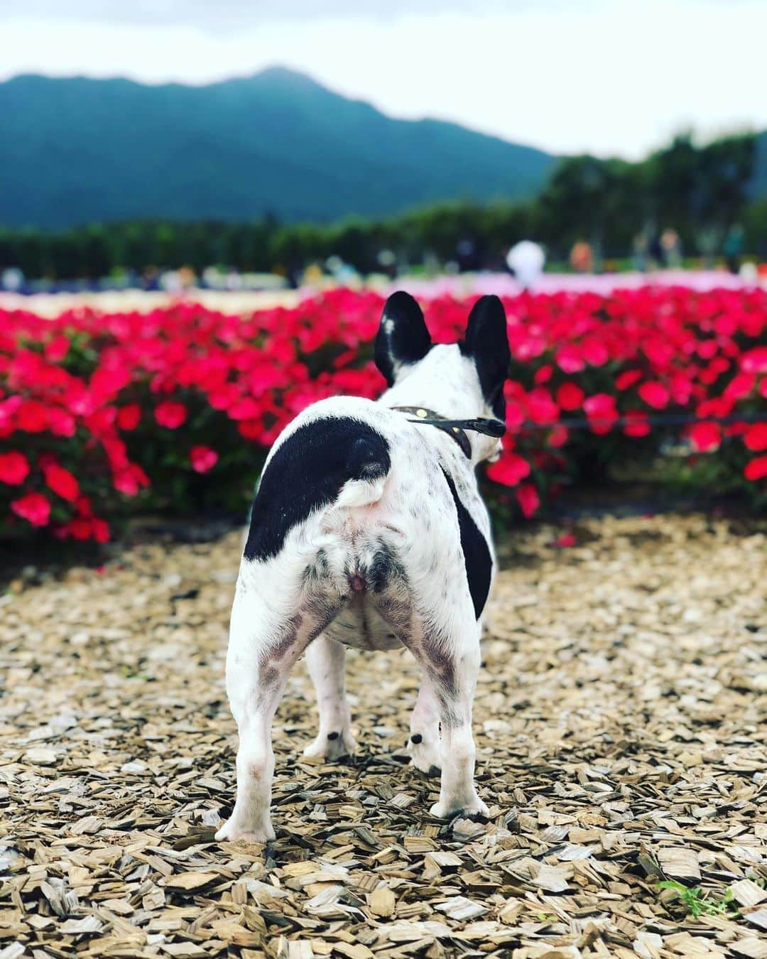 川口春奈さんのインスタグラム写真 - (川口春奈Instagram)「お口がいつも汚め、、、 ウッドチップをつけてヨダレだらだらでしたね。」9月24日 11時46分 - haruna_kawaguchi_official