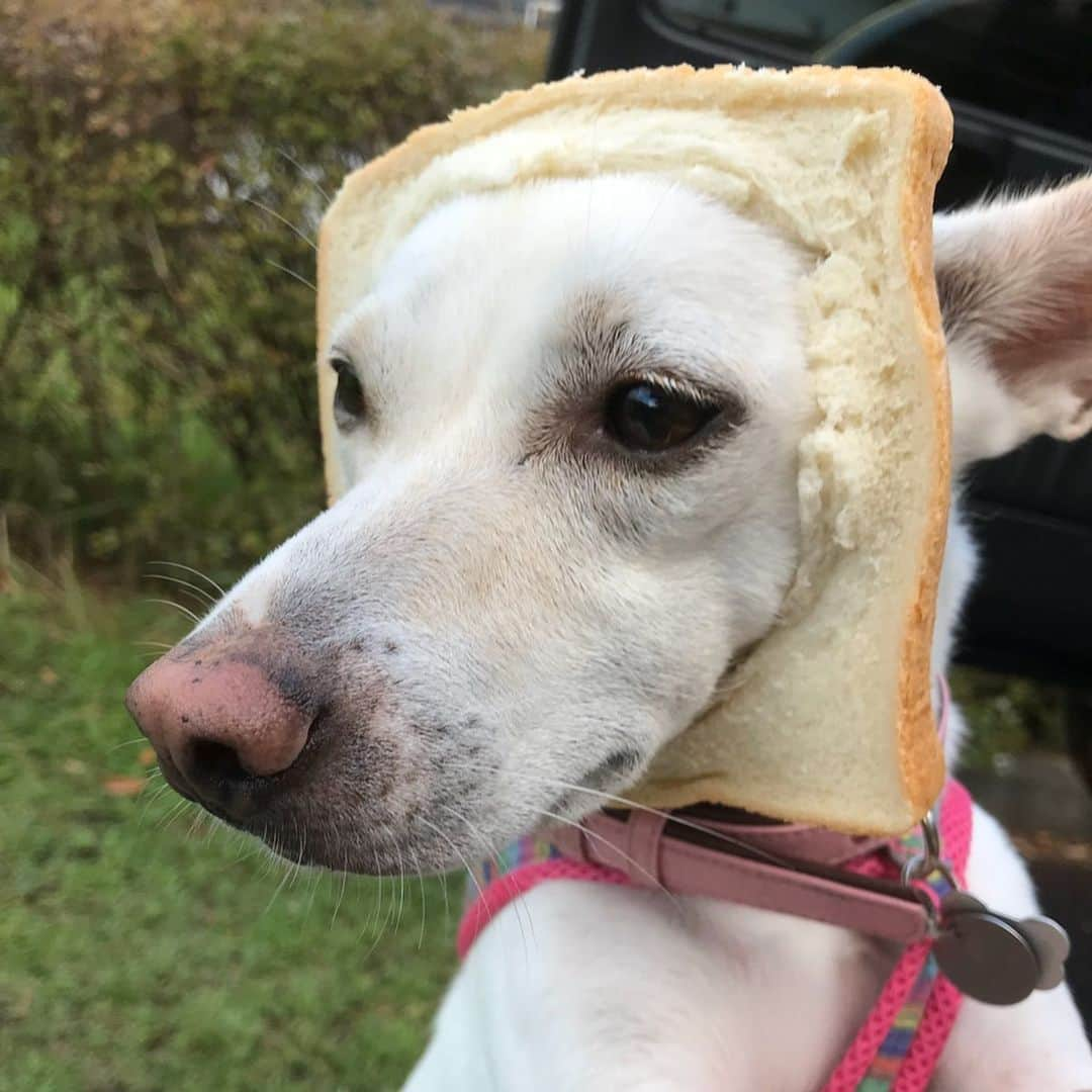 柴犬ハル&保護犬すずさんのインスタグラム写真 - (柴犬ハル&保護犬すずInstagram)「🍞 . 「おかーしゃーんー！ 楽天で、食パンの被り物が、 売ってるよー！可愛いね！」 . #あなたは本物のパンを被りましたよ #食べ進めて行った食パンの結末 #合成疑惑もありますがガッチガチのガチです #すべて歯に詰まるスキッパよ .  #柴犬#柴#kagoshima#dog#puppy#shibainu#shibastagram#いぬバカ部#family#鹿児島#赤柴#雑種#天文館#日本犬#保護犬を家族に#保護犬#元保護犬#パン」9月24日 22時14分 - haruharu040777