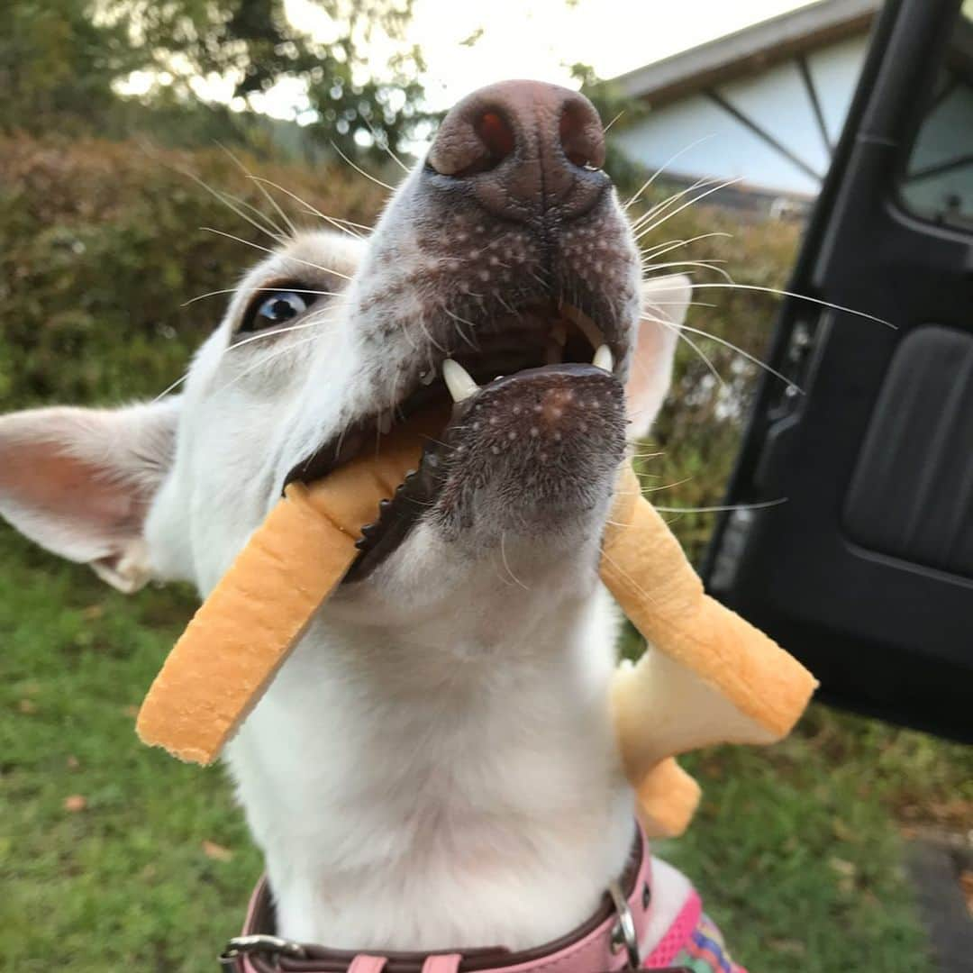 柴犬ハル&保護犬すずさんのインスタグラム写真 - (柴犬ハル&保護犬すずInstagram)「🍞 . 「おかーしゃーんー！ 楽天で、食パンの被り物が、 売ってるよー！可愛いね！」 . #あなたは本物のパンを被りましたよ #食べ進めて行った食パンの結末 #合成疑惑もありますがガッチガチのガチです #すべて歯に詰まるスキッパよ .  #柴犬#柴#kagoshima#dog#puppy#shibainu#shibastagram#いぬバカ部#family#鹿児島#赤柴#雑種#天文館#日本犬#保護犬を家族に#保護犬#元保護犬#パン」9月24日 22時14分 - haruharu040777