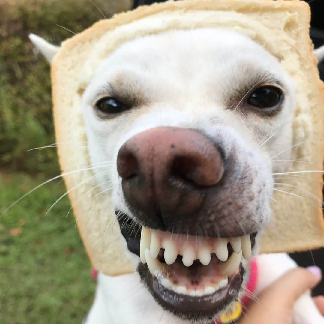 柴犬ハル&保護犬すずさんのインスタグラム写真 - (柴犬ハル&保護犬すずInstagram)「🍞 . 「おかーしゃーんー！ 楽天で、食パンの被り物が、 売ってるよー！可愛いね！」 . #あなたは本物のパンを被りましたよ #食べ進めて行った食パンの結末 #合成疑惑もありますがガッチガチのガチです #すべて歯に詰まるスキッパよ .  #柴犬#柴#kagoshima#dog#puppy#shibainu#shibastagram#いぬバカ部#family#鹿児島#赤柴#雑種#天文館#日本犬#保護犬を家族に#保護犬#元保護犬#パン」9月24日 22時14分 - haruharu040777