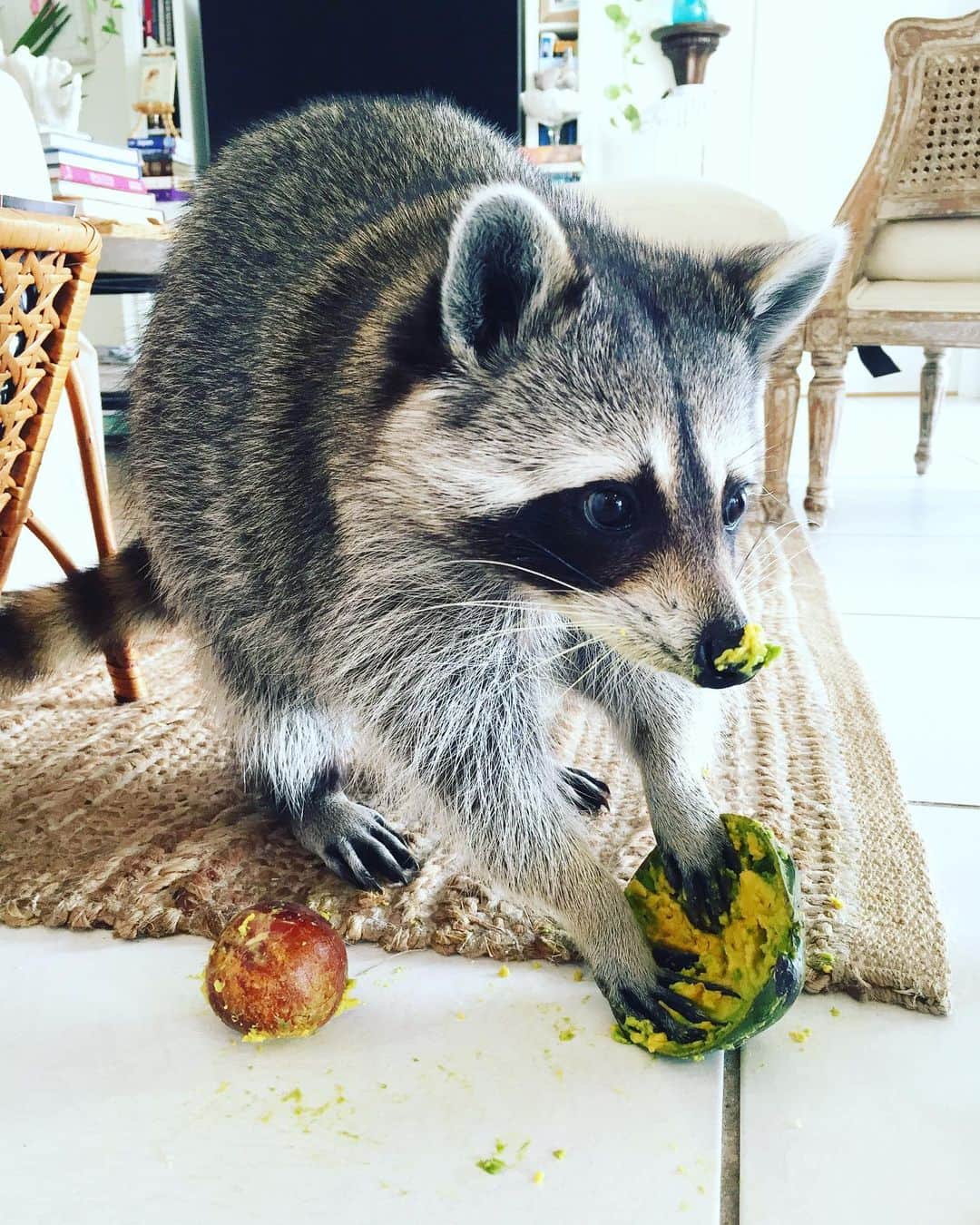 パンプキンのインスタグラム：「🐶”I’m pretty sure you were supposed to help make the guacamole... not eat all of the avocados.” 🎃”I don’t understand the question.” 🤦‍♀️ 🥑 #tacotuesday #raccoonlife」