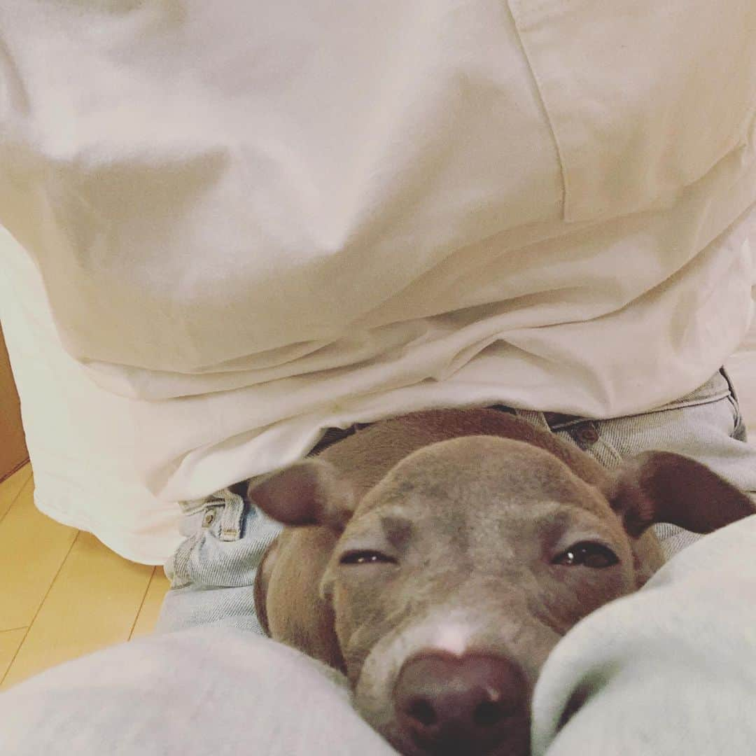 森貴美子さんのインスタグラム写真 - (森貴美子Instagram)「今日のナナ。 おやすみなさい⭐💤😴🌙 ・ ・ ・ ・ 🐶🐶🐶 #生後2ヶ月 #犬 #わんこ #ペット #イタリアングレーハウンド  #イタグレ #女の子 #itariangreyhound  #강아지 #이타리안그레이하운드」9月24日 22時49分 - morikimi_morikimi