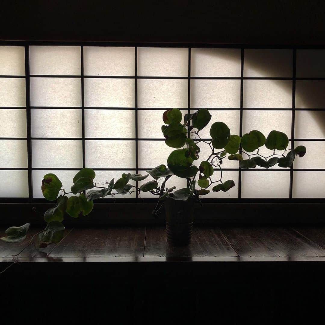行正り香さんのインスタグラム写真 - (行正り香Instagram)「湯河原から、小田原の松永記念館 老欅荘を見に行きました。何度も落ち着く和空間。こんなところでお茶を一服、いただけたら素敵です。#小田原#松永記念館 老欅荘#行正り香 #rikayukimasa」9月24日 14時00分 - rikayukimasa