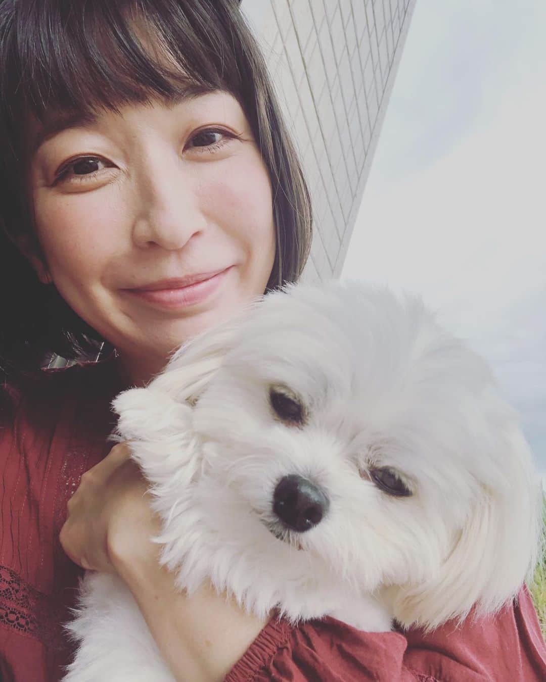 小野真弓さんのインスタグラム写真 - (小野真弓Instagram)「ぼく、お留守番って言われたぁー😭 ハルくん、顔に出やす過ぎ☺️ #チワマル#ハルくん #一緒に出かけたい犬#いぬばか部 #いぬすたぐらむ #chihuahua #maltese #mixdog #doglover #dogstagram」9月24日 16時00分 - hanaharuaroi