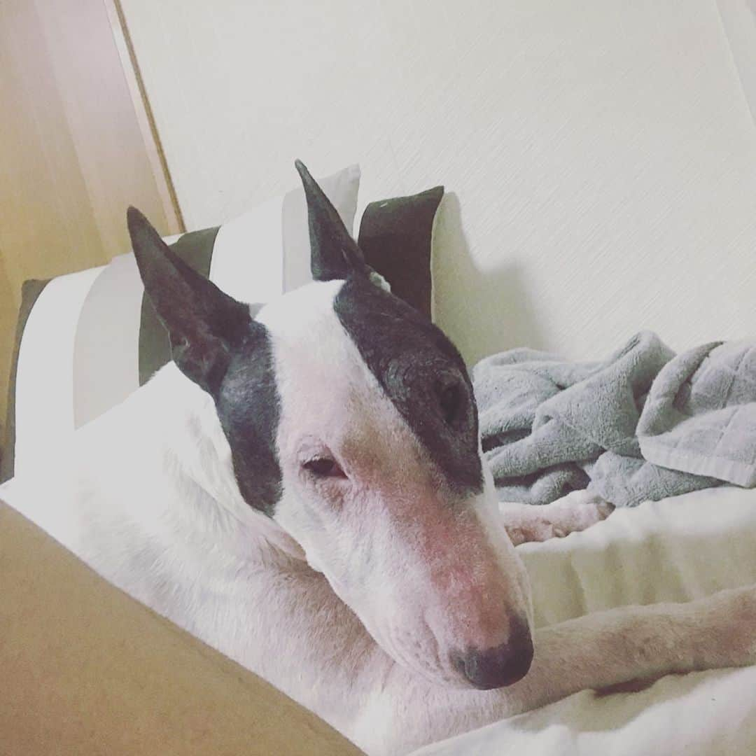 Q太郎さんのインスタグラム写真 - (Q太郎Instagram)「#minituru#bull#terrier#minibullterrier#miniturubullterrier#dog#dogstagram#cute#qtaro#love#family#ミニチュア#ブルテリア#ミニチュアブルテリア#Q太郎」9月24日 16時54分 - qtaro.jun