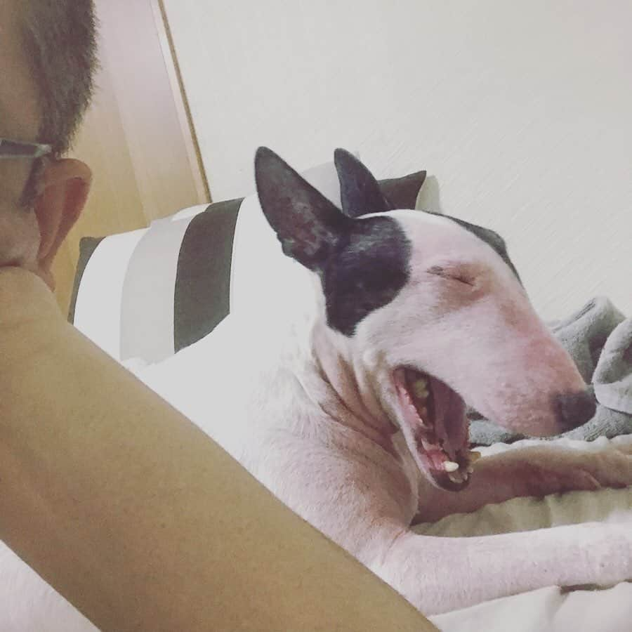 Q太郎さんのインスタグラム写真 - (Q太郎Instagram)「#minituru#bull#terrier#minibullterrier#miniturubullterrier#dog#dogstagram#cute#qtaro#love#family#ミニチュア#ブルテリア#ミニチュアブルテリア#Q太郎」9月24日 16時54分 - qtaro.jun