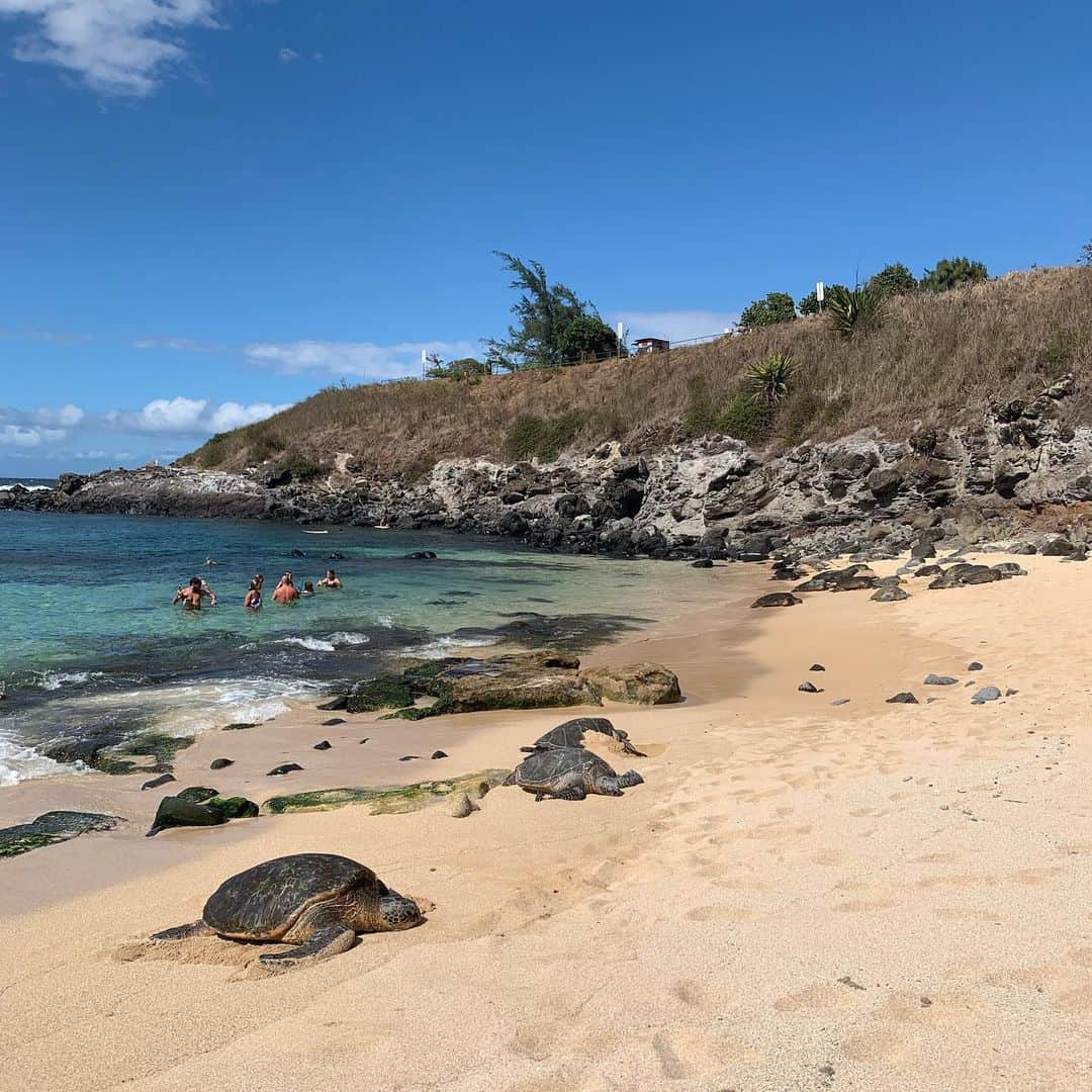 高松いくさんのインスタグラム写真 - (高松いくInstagram)「帰国致しました🐢  マウイ島での1週間、亀のように、のんびりと、  遊んで、食べて、寝て、Yogaして、食べて←  毎日存分に生きたって感じ！  私が亀になれたのも、  日本でレッスンを代行引き受けて下さった  先生方の助けがあったからです。  本当にありがとうございました。  そして現地で合流した親戚への感謝の数々  もうどう言葉にしていいか  どこから何からアップしていいか  わからないけど(￣∇￣)❤️ 感謝しきれない幸せな日々で埋め尽くされて  おりました。  この日々は  これからの人生に、間違いなく影響する。  明確な夢が描けたからか  ダブルレインボーを2回も見た。  If you can dream it, you can do it.  by Walt Disney  夢見ることができれば、それは実現できる。  その、夢を想像するベースが作れるのは  経験によるものだったり、  知ることが必要で、  そのベースを現地で沢山教えてくれた、刺激をくれた  OHANAに心から感謝。ありがとう🌈🌈 Thank you sooooooo much!! Hamai Chan,Bob, そして @scottowen72 @alykuro and Rei 🐬🐢🌈 🌺引き続きこの想い出は写真と共に、 少しづつ、マウイ島日記をアップしていきます。  まずは、  帰国のご報告m(_ _)m  #maui から #japan へ #帰国 しました  #遊んで #食べて #寝て #yoga して #sup して #sea に #自然に #人に #癒され #日々を #満喫 #亀 10匹以上が #beach に！亀 #旅 #trip #絵日記  つづく」9月24日 17時18分 - iku_takamatsu_trip_sup_yoga