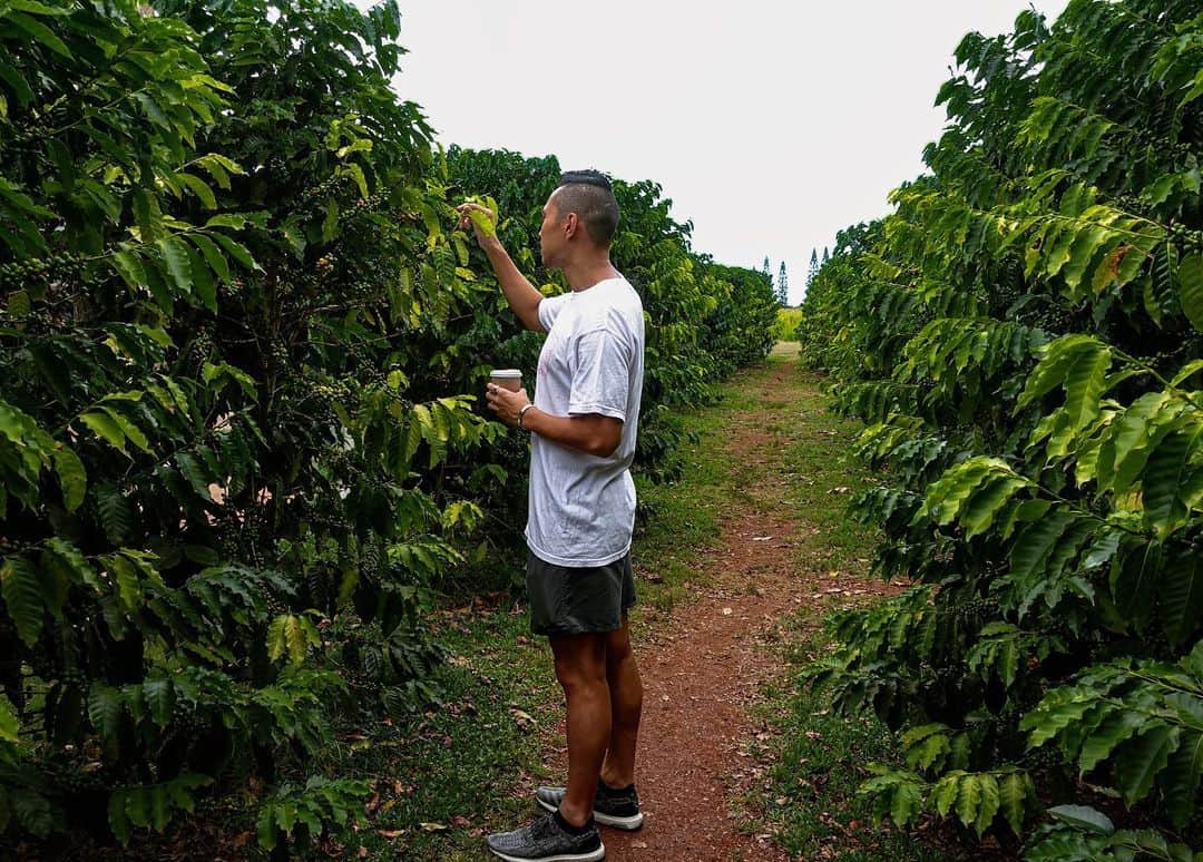 塩浦慎理さんのインスタグラム写真 - (塩浦慎理Instagram)「コーヒー農園に初めて行ってきました☕️🍒いつか農園欲しい。笑 トレーニングは順調です🏊🏻‍♂️🌈 #hawaii#コーヒー農園#オーナー#合宿#オアフ島#ハワイ」9月24日 18時04分 - shinri_shioura