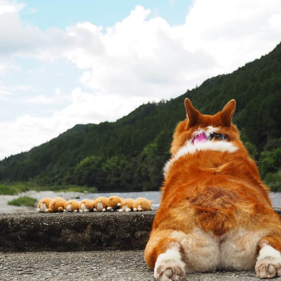 ericoさんのインスタグラム写真 - (ericoInstagram)「✩ 夏の終わりのおしり達 沈下橋から川を臨む ✩ Butt watching the river at the end of summer. ✩ ✩ #嶺北沈下橋 #飛岩沈下橋 #力丸一家やたら高知県にいる件  #高知でパワーチャージ @naturallykochi  #それいけ力丸くん #コーギー  #犬のいる暮らし#pembrokewelshcorgi  #corgistagram #barked #dogsofinstagram #buzzfeed #corgisofinstagram  #dailyfluff #9gag #weeklyfluff #corgibutt #力丸父ちゃんの育メン日記 #父ちゃんはつらいよ」9月24日 18時17分 - ericobear