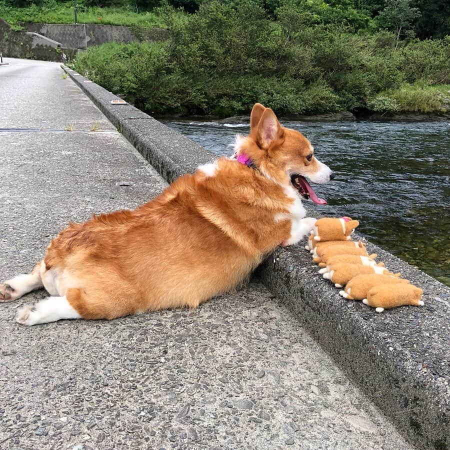 ericoさんのインスタグラム写真 - (ericoInstagram)「✩ 夏の終わりのおしり達 沈下橋から川を臨む ✩ Butt watching the river at the end of summer. ✩ ✩ #嶺北沈下橋 #飛岩沈下橋 #力丸一家やたら高知県にいる件  #高知でパワーチャージ @naturallykochi  #それいけ力丸くん #コーギー  #犬のいる暮らし#pembrokewelshcorgi  #corgistagram #barked #dogsofinstagram #buzzfeed #corgisofinstagram  #dailyfluff #9gag #weeklyfluff #corgibutt #力丸父ちゃんの育メン日記 #父ちゃんはつらいよ」9月24日 18時17分 - ericobear