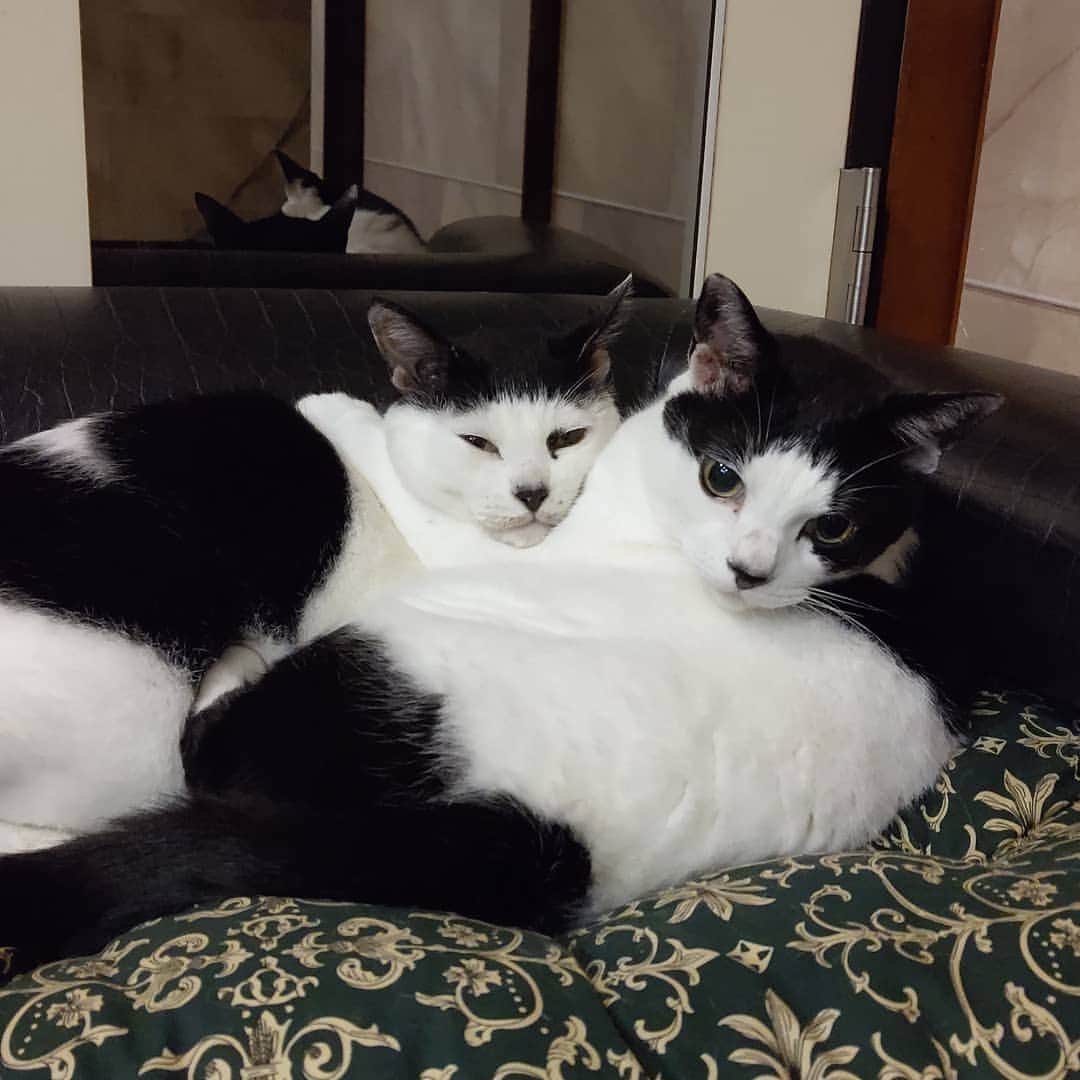 アトムとノエルのインスタグラム：「一見、アトム師匠がヘッドロックをかけられているようにも見えますが、仲良く抱き合って寝ている図です。。 #猫#ねこ#猫部#cat#pet#instacat」
