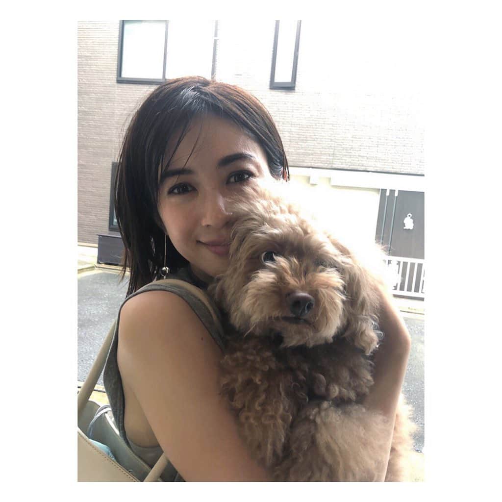 高垣麗子さんのインスタグラム写真 - (高垣麗子Instagram)「・ ・ ・ @shibatarosun1 の愛犬 ハニーちゃん ぬいぐるみのようで フワッフワ𓂃 さくぽてとはまた違う抱き心地𓂃 ・ ・ #やっと会えた #トイプードル #ハニーちゃん #はにやん と #呼ばれているらしい #🐩」9月24日 19時13分 - reikotakagaki