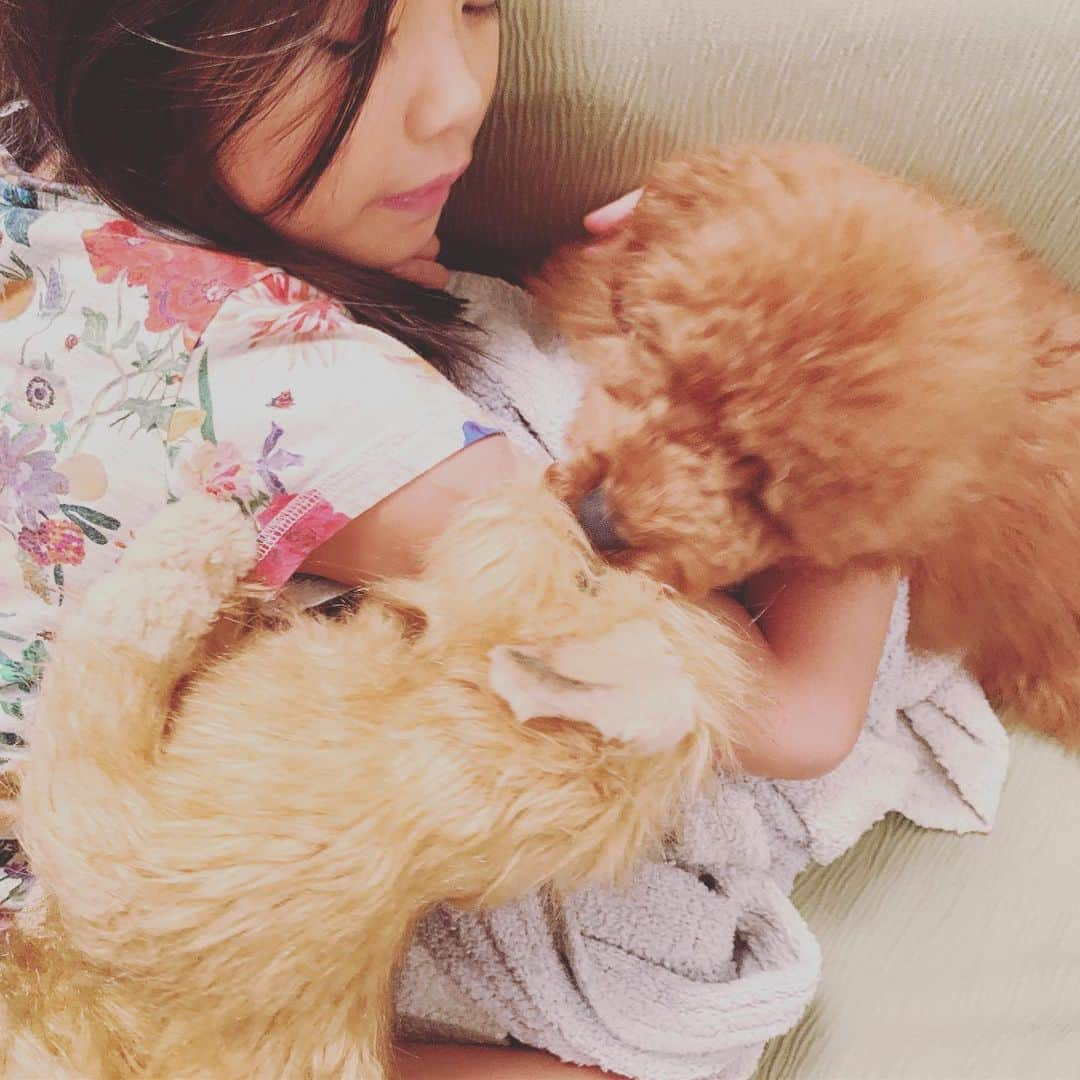 LiLyさんのインスタグラム写真 - (LiLyInstagram)「7歳の秋🍂 マックスジルさん （リアルぬいぐるみ meets シンバくん🐶  よかったね♡♡ #シンバラブ  #トイプードル」9月24日 20時23分 - lilylilylilycom