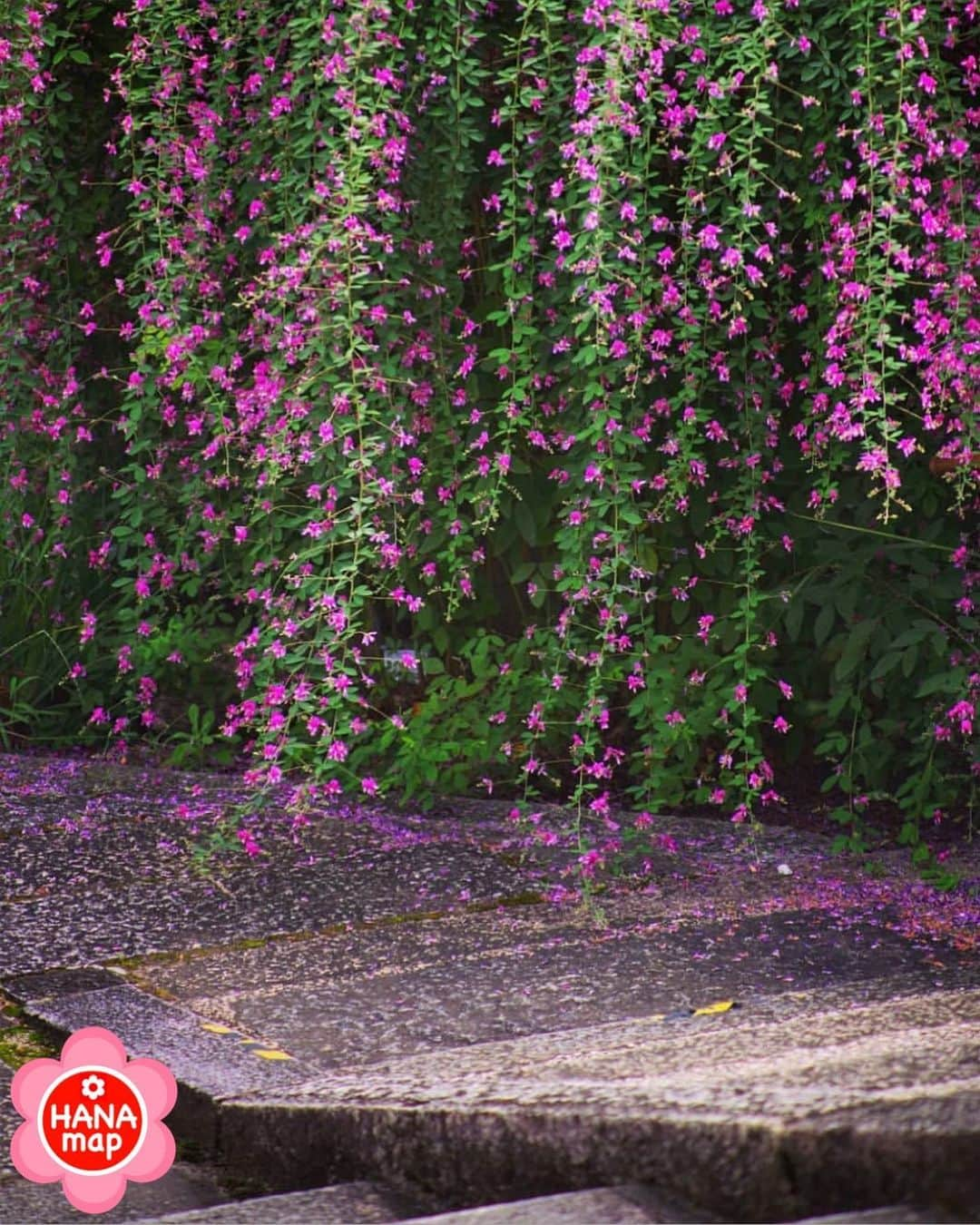 はなまっぷ❁日本の花風景のインスタグラム