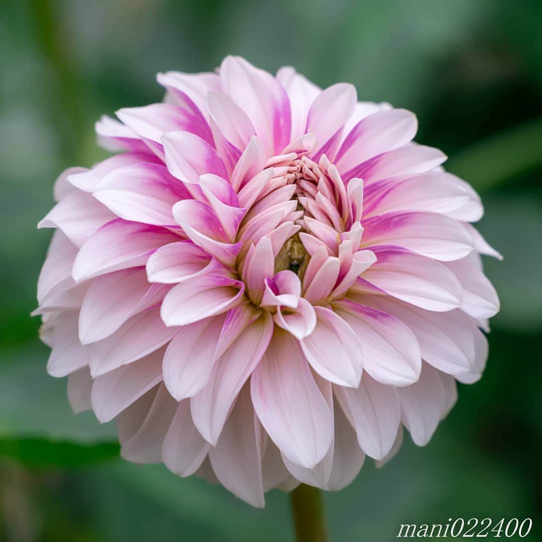 のインスタグラム：「. 24 Sep.  2019 ． こんばんはー 😊 . . . . 🌺🌺🌺🌷🌷🌷🌹🌹🌹🌸🌸🌸 ご訪問ありがとうございます🙇 . お花以外の写真は サブアカウントにポストしています。 良かったら、覗いてください🙇🙇 ⬇️⬇️⬇️ @mani0224000 . 🌺🌺🌺🌷🌷🌷🌹🌹🌹🌸🌸🌸 . . . 🔷🔷🔷🔷🔷🔷🔷🔷🔷 #カメラ好きな人と繋がりたい  #flower  #花 #flowers  #写真好きな人と繋がりたい love_bestjapan  serahana #ファインダー越しの私の世界  #花のある暮らし  #bns_lite #eclecticshow #explore_floral . #9vaga9  9Vaga_Rose9  9vaga_3flowers9  #floristsandflowers #ip_blossoms_member #fabulous_shots ig_flowers #ponyfony_flowers #meiko_flora_member meiko_roses  #myheartinshots #la_flowers #rainbow_petals #top_favourite_flowers  #quintaflower #inspiring_shot #phx_flowers #dreaming_in_macro flower_special_legend  nature_special_legend  #ind_flowers #tv_flowers #best_mmf_vipday  #best_beauty_flora_  9vaga_flowersart9 #ptk_flowers #fleur_noblesse_m .」