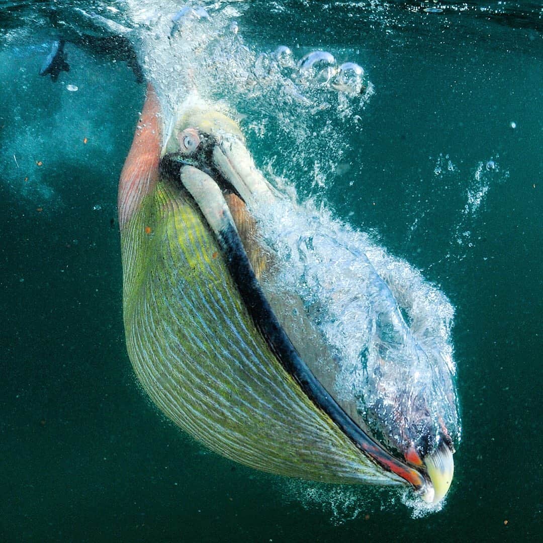 のインスタグラム：「Pelican Plunge // Former shark fisherman Gabino Zarabia now earns his living through ecotourism in Baja California’s Magdalena Bay. He specializes in taking people to dive with sharks, watch gray whales and photograph Pacific pelicans. Shot on assignment for @NatGeo in collaboration with @maresmexicanos」